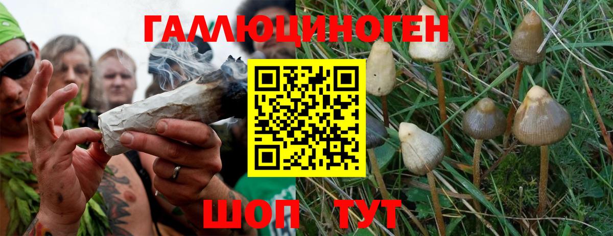 Галлюциногенные грибы GOLDEN TEACHER Топки